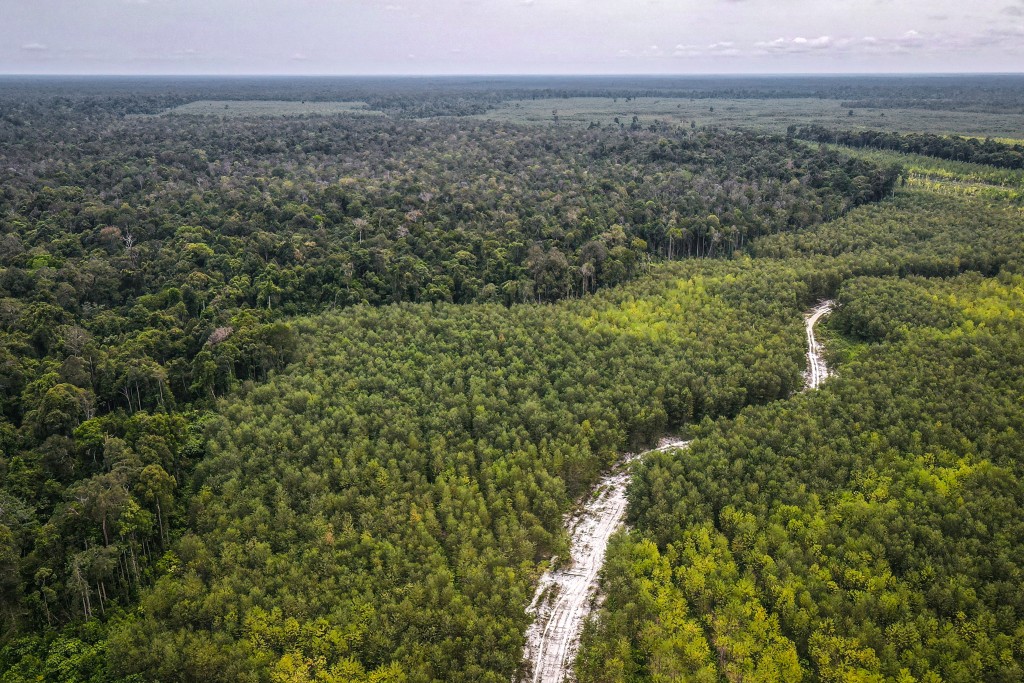 Photo by BAY ISMOYO / AFP  This aerial picture taken on February 11, 2026 shows native forest trees (L) and industrial crops (R) side-by-side in Lahei Mangkutup, Kapuas Regency in Indonesia's Central Kalimantan Province.