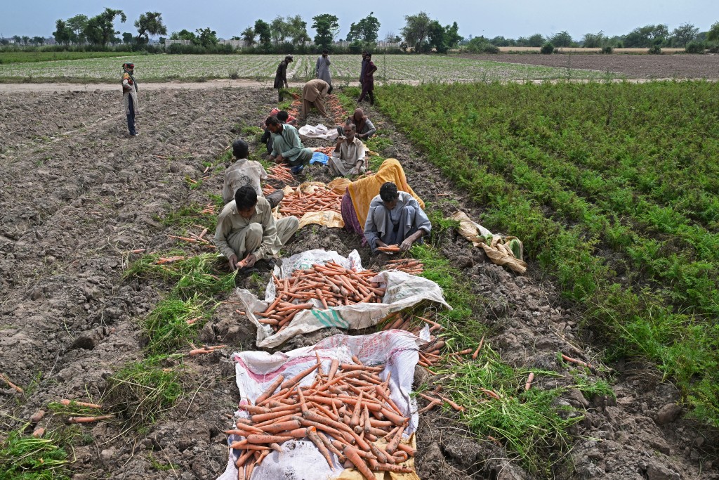 Photo by ARIF ALI / AFP  Farmers harvest carrots at a field on the outskirts of Lahore on April 19, 2026.