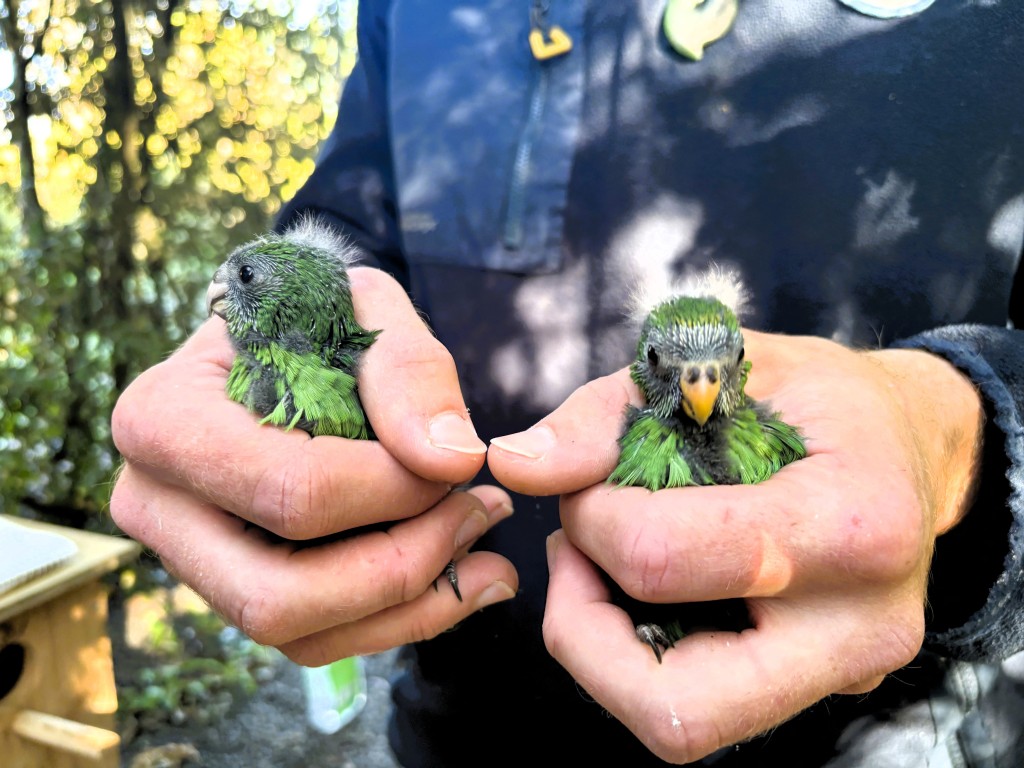 Photo by LEIGH PERCASKY / THE ISAAC CONSERVATION AND WILDLIFE TRUST / AFP  A handout photo taken in Christchurch on May 20, 2026 and received May 27, 2026 from the The Isaac Conservation and Wildlife Trust shows two chicks produced by Nacho and Trixie - a breeding pair of the rare New Zealand kakariki karaka parakeets - who have produced 55 chicks in two years, more than 10 percent of the total population.
