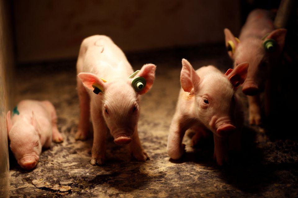 Newborn piglets keep warm at a breeding farm of Best Genetics Group (BGG), a Chinese pig breeding company in Chifeng, Inner Mongolia Autonomous Region. (Reuters) Newborn piglets keep warm at a breeding farm of Best Genetics Group (BGG), a Chinese pig breeding company in Chifeng, Inner Mongolia Autonomous Region. (Reuters)