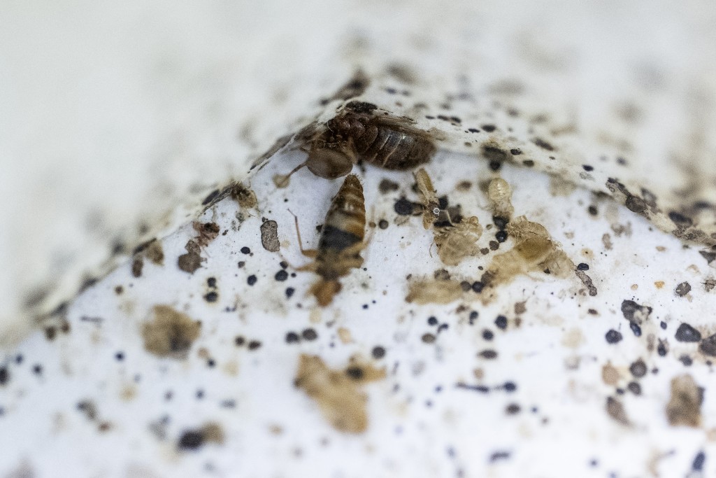 Photo by MOHD RASFAN / AFP  This photo taken on October 8, 2025, shows bed bugs and their waste inside an enclosure at a laboratory of the Science University of Malaysia (USM) in George Town, on Penang island.