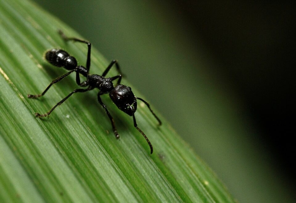 A bullet ant (Paraponera clavatta) walks on a leaf at the Braullio Carrillo National Park, 50 kilometers (31 miles) east of San Jose, June 5, 2012. REUTERS/Juan Carlos Ulate/File Photo
