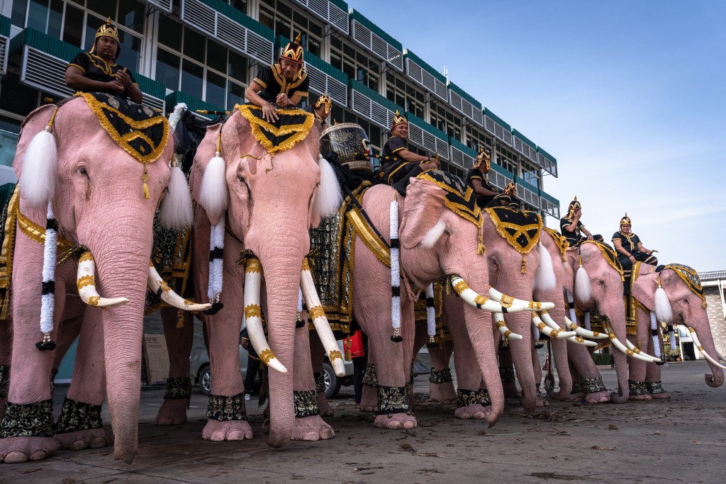 TOPSHOT - Mahouts ride on painted elephants as they march to pay their respects to Thailand's late former queen Sirikit at the Territorial Defence Command in Bangkok on November 27, 2025. (Photo by Chanakarn Laosarakham / AFP)