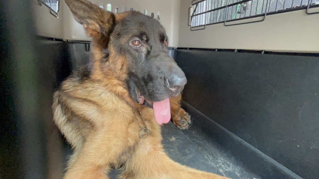 Woman arrested for connection to multiple animal cruelty cases in North ...