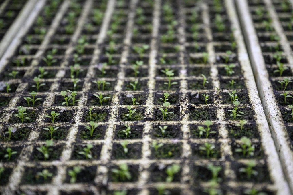Photo by JADE GAO / AFP  This photo taken on December 16, 2025 shows seedlings at a greenhouse where operations are guided remotely by Li Xia who has Duchenne muscular dystrophy, in southwestern China's Chongqing municipality.