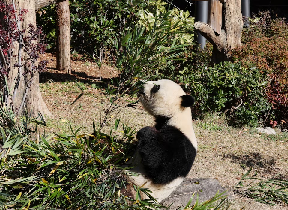  Four-year-old giant panda Xiao Xiao eats bamboo at Ueno Zoo, a day after news broke that Japan will return two giant pandas to China at the end of January 2026, in Tokyo, Japan, December 16, 2025. REUTERS/Kim Kyung-Hoon