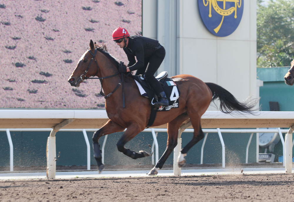 It will be the first time for Luxembourg to race outside Europe, but Aidan O'Brien has high hopes. It will be the first time for Luxembourg to race outside Europe, but Aidan O'Brien has high hopes.