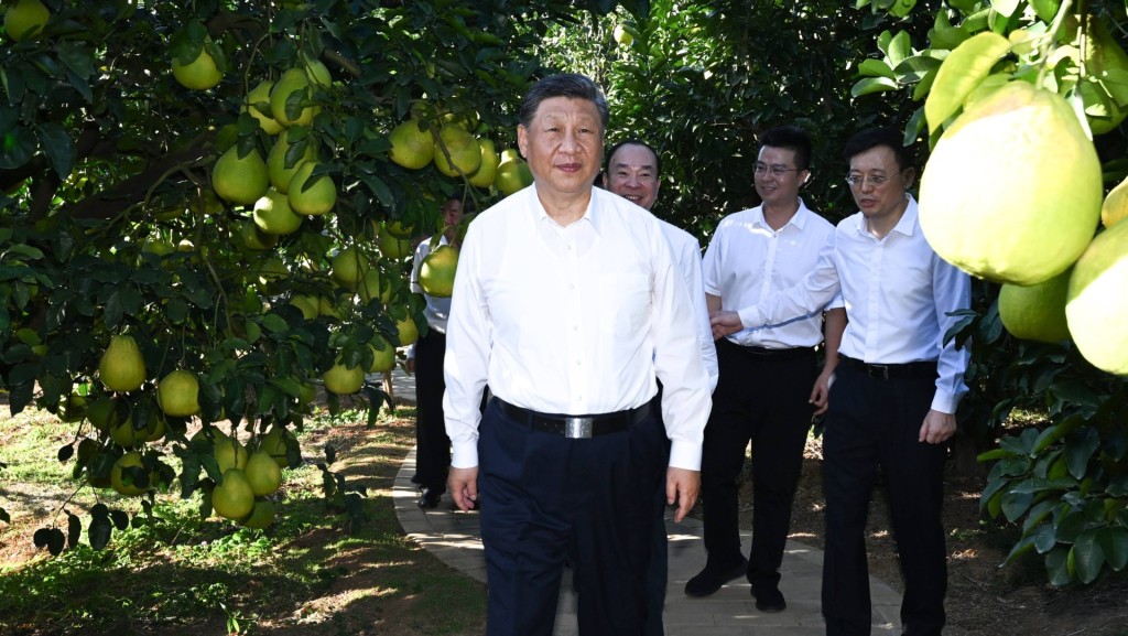 Chinese President Xi Jinping, also general secretary of the Communist Party of China Central Committee and chairman of the Central Military Commission, visits a pomelo growing base to learn about local efforts in expanding support for old revolutionary base areas, and advancing all-around rural revitalization in Meizhou City, south China's Guangdong Province, Nov. 7, 2025. Xi on Friday inspected the city of Meizhou in south China's Guangdong Province. (Xinhua/Xie Huanchi)