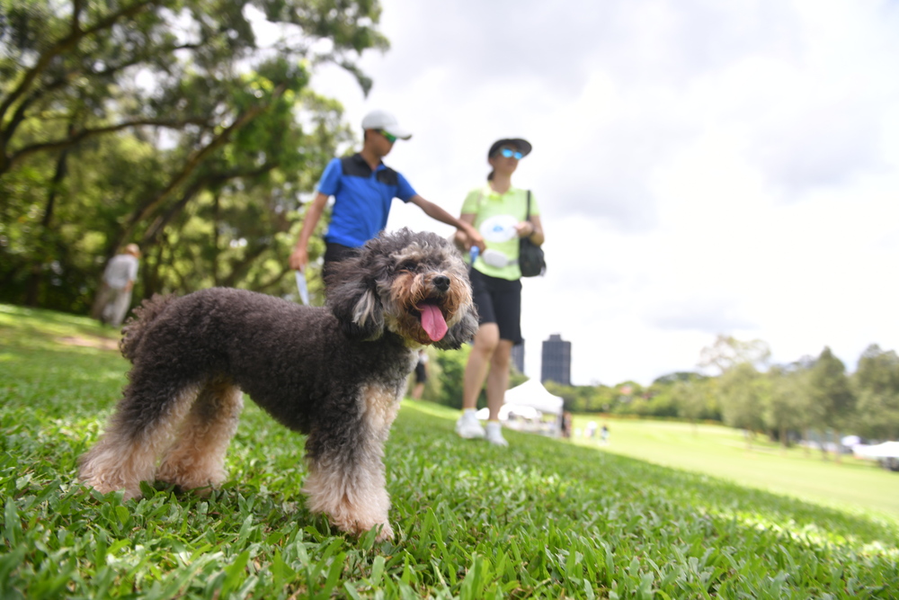 Part of the Fanling golf course is open to the public every Sunday until August 27. SING TAO Part of the Fanling golf course is open to the public every Sunday until August 27. SING TAO
