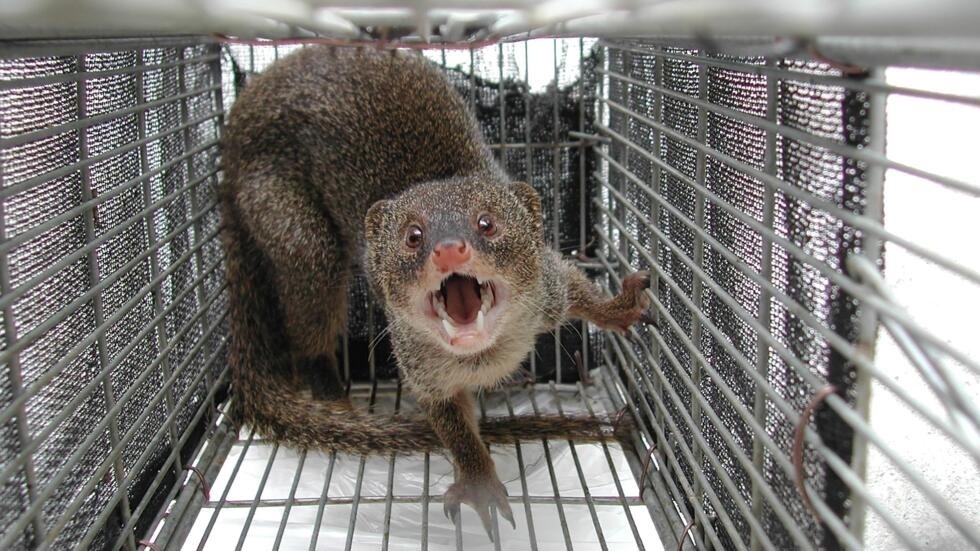 Japan says it has eradicated mongooses from a tropical island where it was introduced to hunt venomous snakes but preyed on local rabbits instead © Handout / Ministry of the Environment/AFP Japan says it has eradicated mongooses from a tropical island where it was introduced to hunt venomous snakes but preyed on local rabbits instead © Handout / Ministry of the Environment/AFP