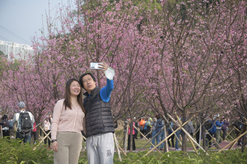 Cherry blossom trees planted by the Airport Authority along Chek Lap Kok South Road.