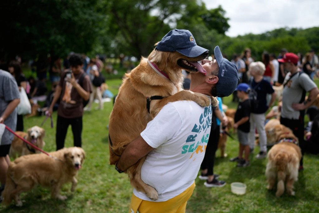  Maximiliano Rivero holds up his pet Manola at a Palermo neighborhood park as people try to set a world record of most Golden Retrievers gathered in a park, in Buenos Aires, Argentina, Monday, Dec. 8, 2025. (AP Photo/Natacha Pisarenko)