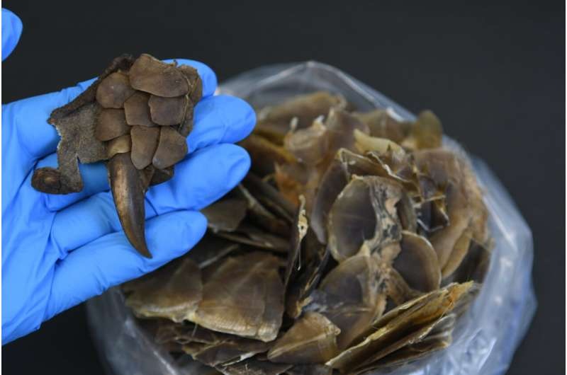Scales and parts of a previously unrecognized pangolin species discovered from seizures in Hong Kong. Scales and parts of a previously unrecognized pangolin species discovered from seizures in Hong Kong.