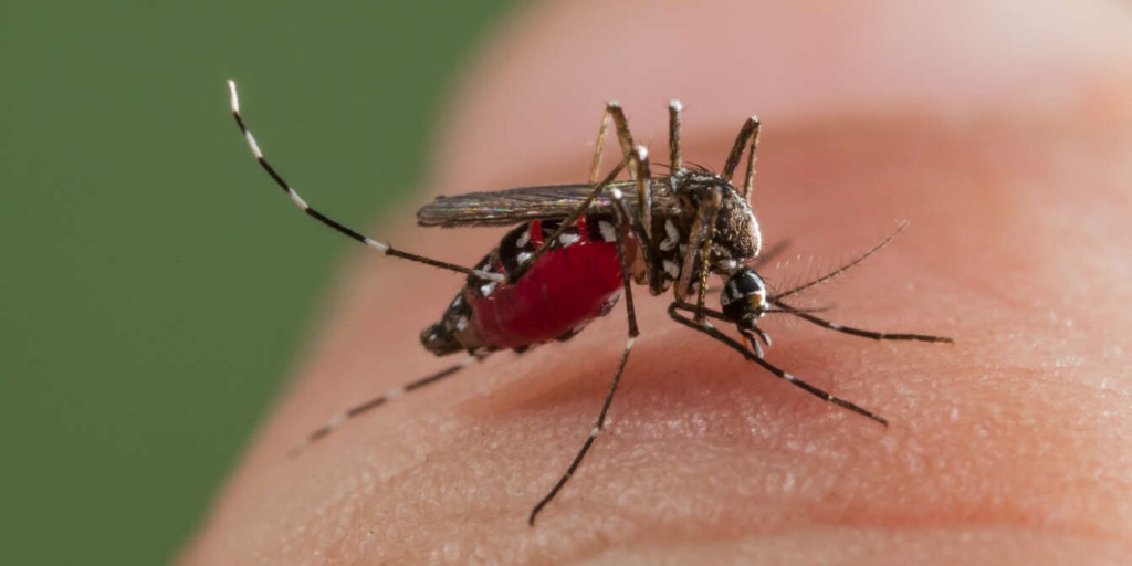 The World Health Organization notes that both chikungunya and dengue fever are transmitted by mosquitoes. (File)