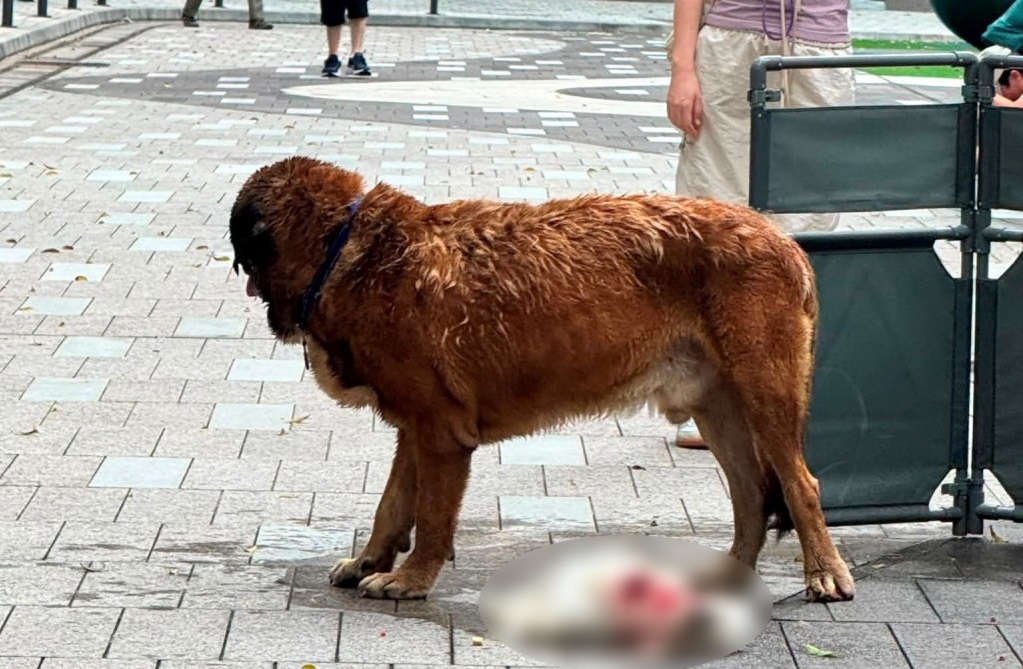 The large dog was seen at the scene in Yuen Long after the attacks. The person pictured alongside the dog is not its owner.