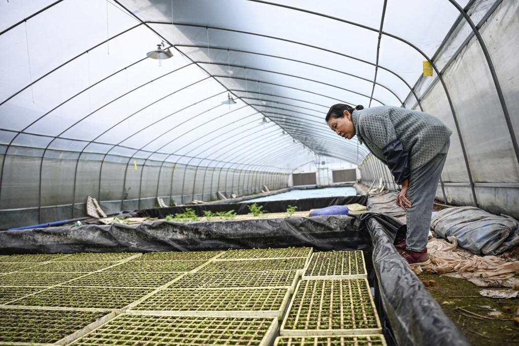 Photo by JADE GAO / AFP  This photo taken on December 16, 2025 shows Wu Dimei, mother of Li Xia, checking seedlings at a greenhouse where operations are guided remotely by Li Xia who has Duchenne muscular dystrophy, in southwestern China's Chongqing municipality.