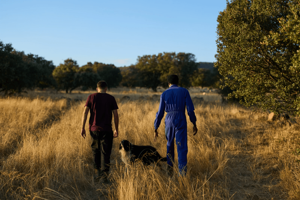 Spanish shepherd Álvaro Esteban and Sudanese shepherd Osam Abdulmumen walk through the countryside while heading to gather a sheep herd in Los Cortijos, central Spain, Tuesday, Oct. 7, 2025. (AP Photo/Bernat Armangue)