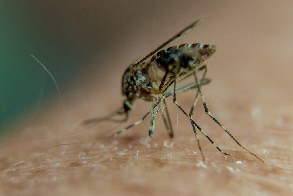 Photo by PHILIPPE HUGUEN / AFP A picture taken on August 23, 2016 in Lille, northern France, shows a mosquito on a person's arm.