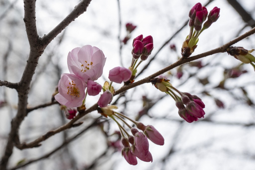 Flowering cherry blossoms and buds from a cherry tree are seen in Tokyo on March 16, 2026, ahead of the official declaration of the cherry blossom season in the Tokyo area. (AFP)