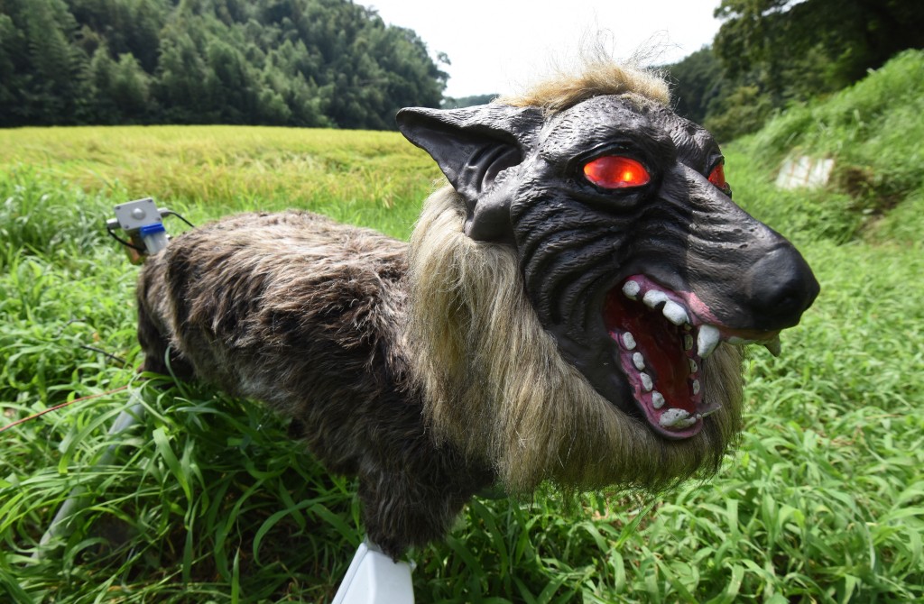 Photo by TORU YAMANAKA / AFP  A wolf-like robot "Super Monster Wolf" stands beside a rice field to drive away wild animals that cause damage to crops in Kisarazu, Chiba prefecture, on August 25, 2017.