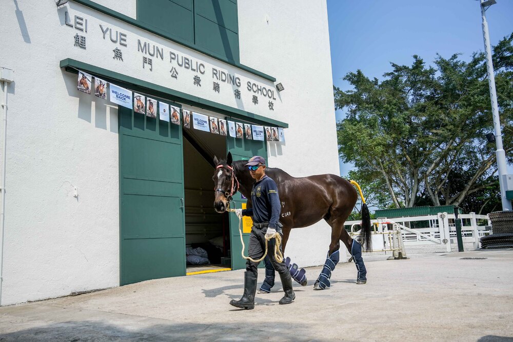 Horses return to Lei Yue Mun Public Riding School after being rehoused in other Jockey Club stables when Lei Yue Mun Park was converted into a quarantine camp. Horses return to Lei Yue Mun Public Riding School after being rehoused in other Jockey Club stables when Lei Yue Mun Park was converted into a quarantine camp.