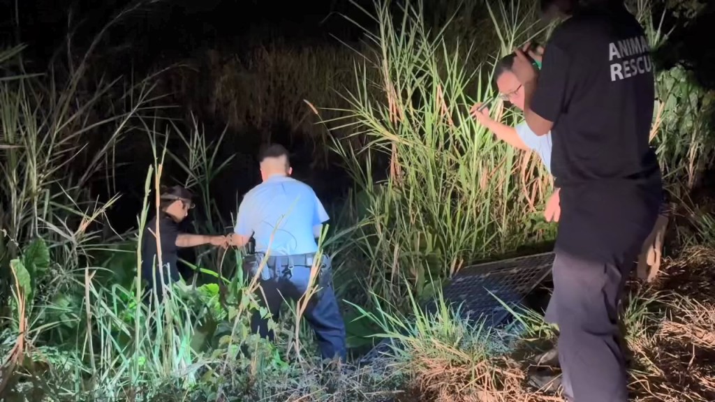 Photo: FB/Sai Kung Stray Friends Foundation