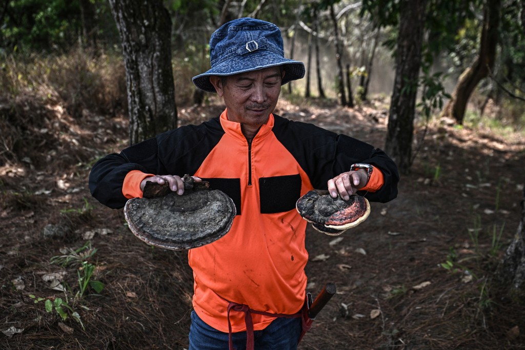 Photo by LILLIAN SUWANRUMPHA / AFP  This photo taken on March 16, 2026 shows volunteer firefighters from Hmong Doi Pui village collecting mushrooms while clearing a firebreak in the Doi Suthep-Pui National Park area of Chiang Mai.