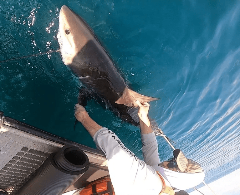 Researcher Aaron Carlisle grasps a white shark alongside a boat off the coast of Delaware, U.S., in this photograph taken on May 5, 2025, and released on August 4, 2026. Andrea Leontiou/Handout via REUTERS