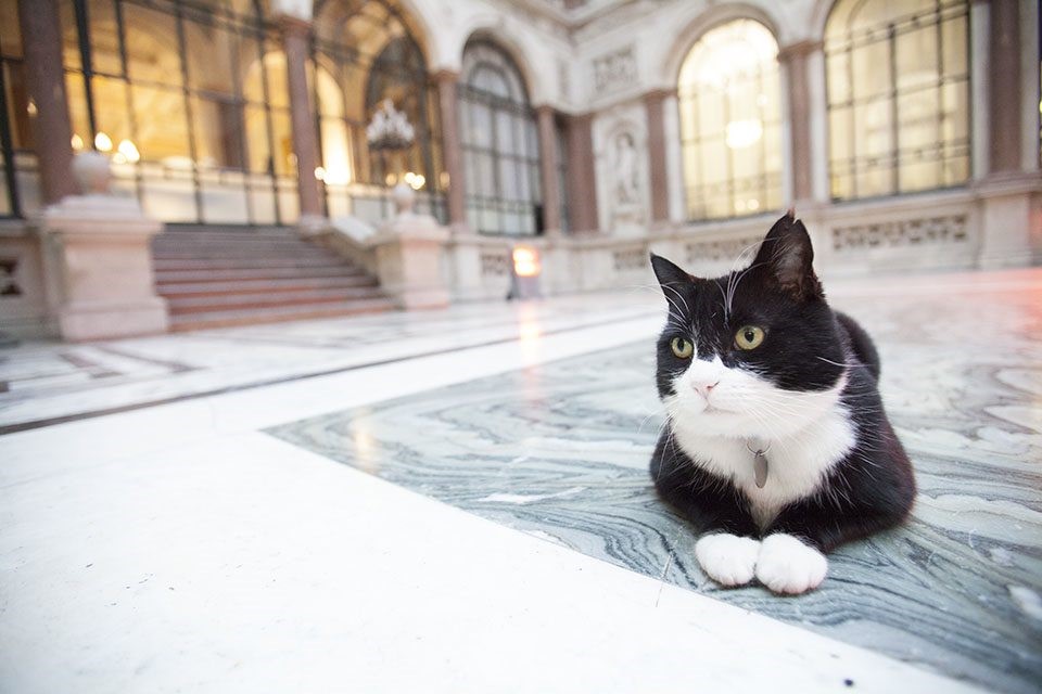 Ｘ@DiploMog
