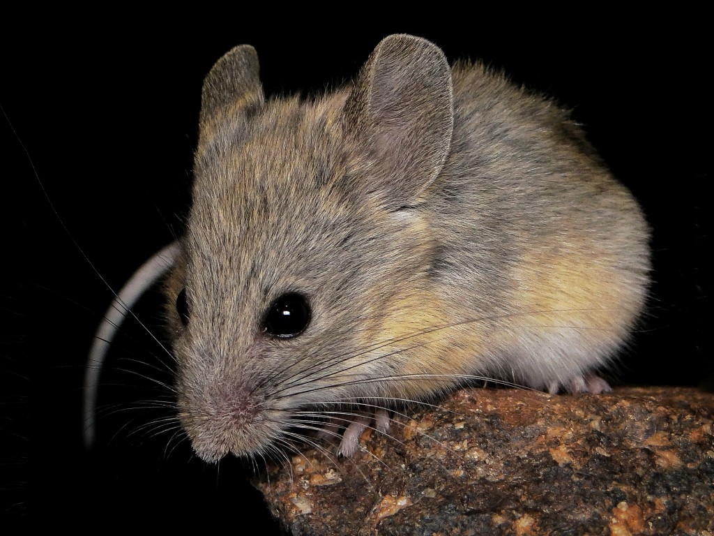 Photo by HANDOUT / MARCIAL QUIROGA-CARMONA / AFP This undated handout photo obtained on July 9, 2026, from Marcial Quiroga-Carmona shows an Andean leaf-eared mouse.