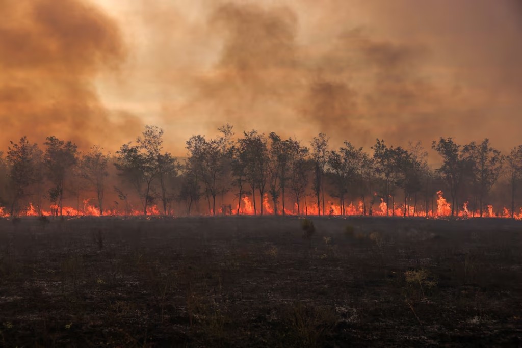  Flames and smoke rise from a line of trees as a wildfire burns at the Dadia National Park on the region of Evros, Greece, September 1, 2023. REUTERS/Alexandros Avramidis/File Photo