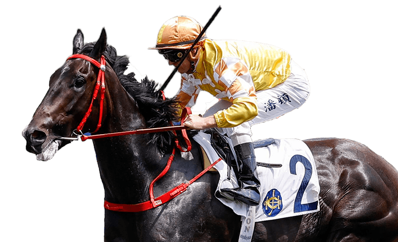 CrossBorderpegasus is Luke Middlebrook's horse to follow at the Sha Tin New year's Day fixture. HKJC