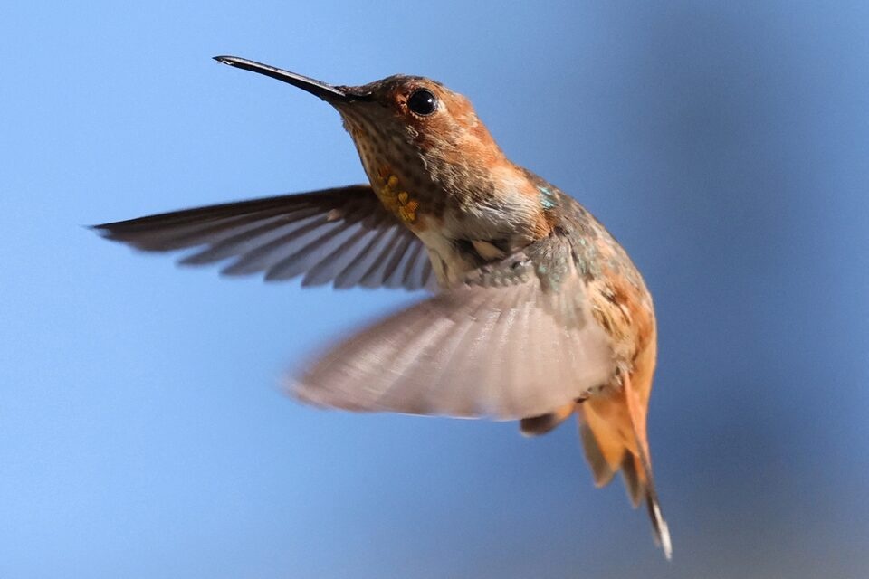  A hummingbird flies in Los Angeles, California, U.S., August 11, 2020. REUTERS/Lucy Nicholson/File Photo