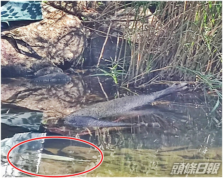 A beheaded wild boar is founded along with a knife covered in blood (circled in red) at Aberdeen Lower Reservoir this morning. A beheaded wild boar is founded along with a knife covered in blood (circled in red) at Aberdeen Lower Reservoir this morning.