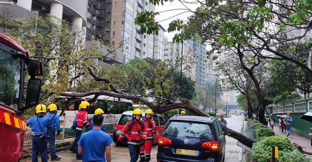 A section of Prince Edward Road West was temporarily blocked off for traffic on Friday morning after a tree fell over, damaging three vehicles. (Photo: Bosco Chu) A section of Prince Edward Road West was temporarily blocked off for traffic on Friday morning after a tree fell over, damaging three vehicles. (Photo: Bosco Chu)