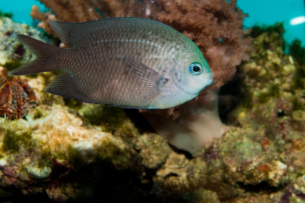 The spiny chomis may cope better with ocean acidification due to a more evolved makeup. The spiny chomis may cope better with ocean acidification due to a more evolved makeup.