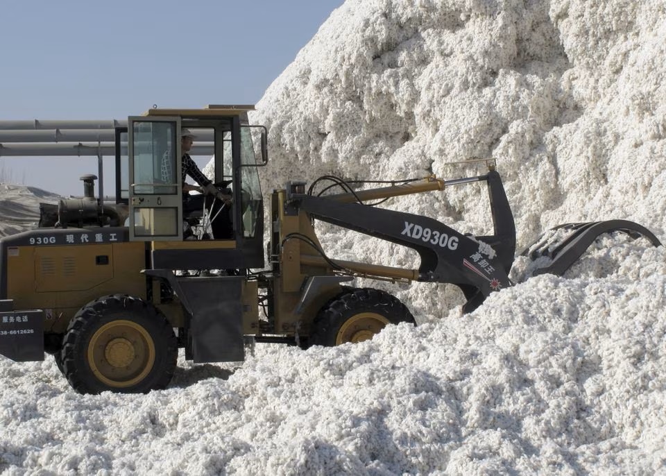 A worker moves freshly harvested cotton at a processing plant in Aksu, Xinjiang. (Reuters) A worker moves freshly harvested cotton at a processing plant in Aksu, Xinjiang. (Reuters)