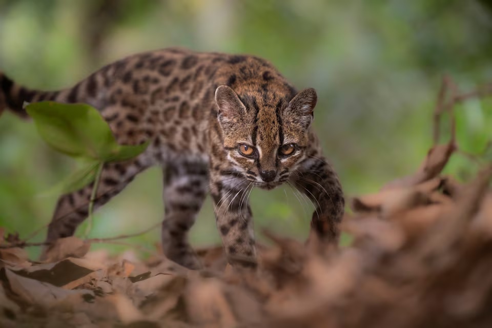 A Leopardus tilcayo cat, a newly identified species through research led by National Geographic Explorer Paola Nogales Ascarrunz, walks at the Senda Verde animal refuge in the Yungas region, Bolivia, September 1, 2026. Fernando Faciole/National Geographic/Handout via REUTERS