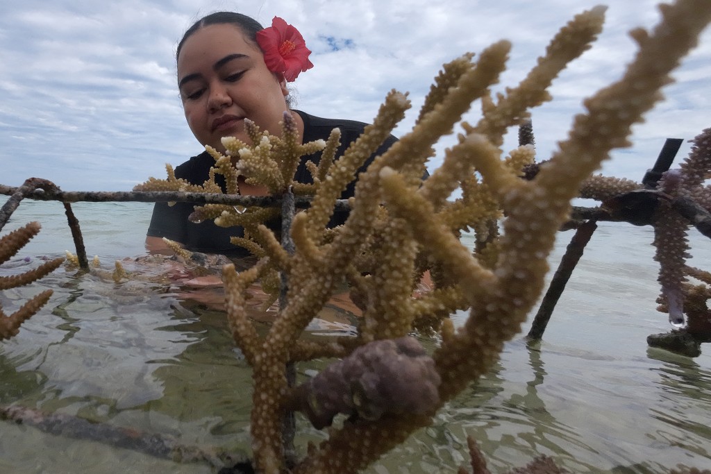 Photo by SAEED KHAN / AFP  This picture taken on October 5, 2026, shows an environmental advocate planting healthy coral within the Naidiri Marine Biodiversity Park, a marine protected area about 52 kilometres from the Fijian city of Nadi.