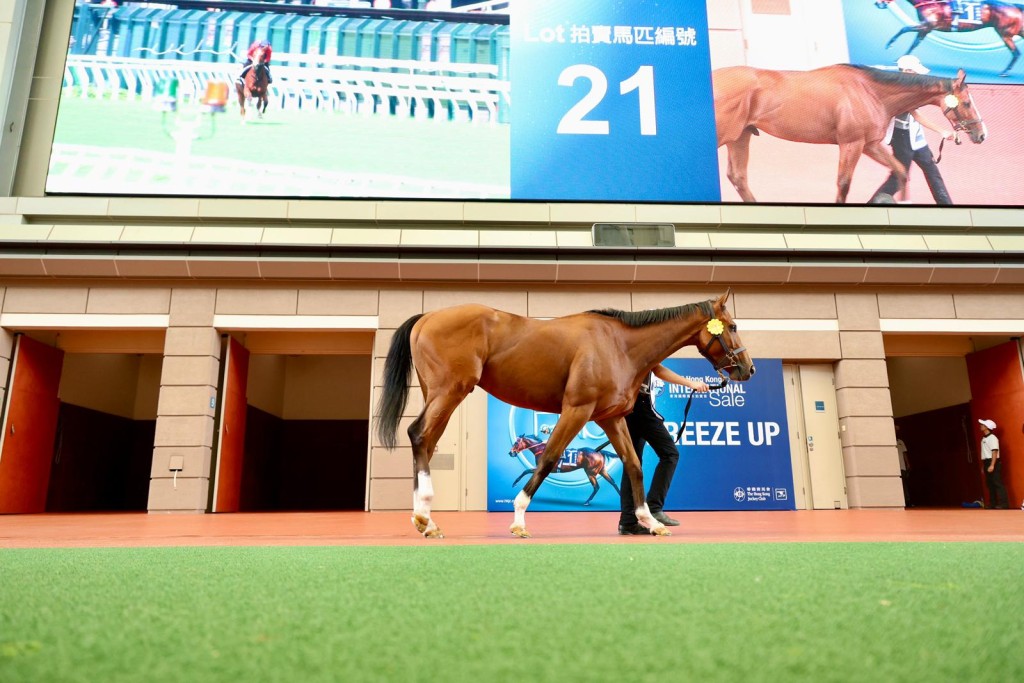 The Jockey Club's International Sale action. Sing Tao.