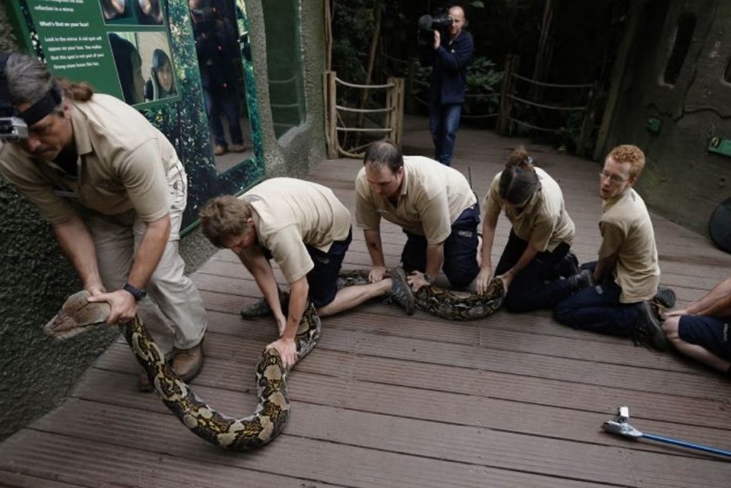 The gigantic snake had to be carried by no less than seven keepers as she underwent her annual health check today (Reuters)