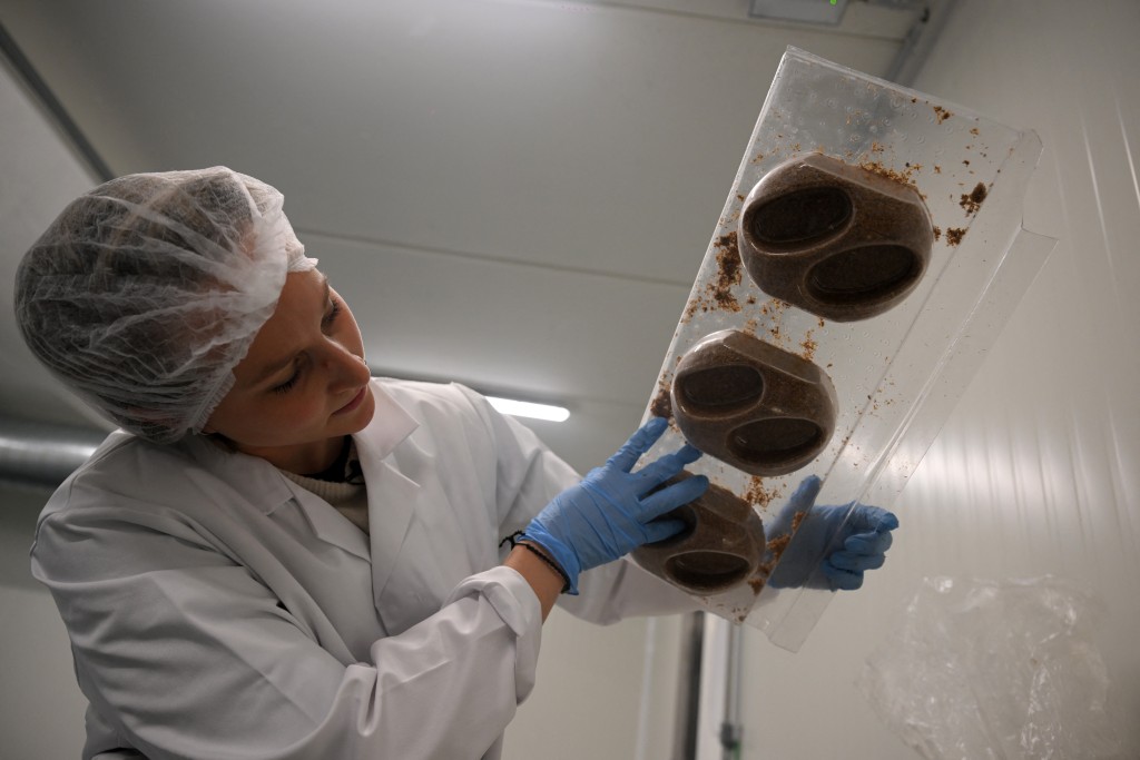 Photo by NICOLAS TUCAT / AFP  An employee looks at the soap dish molds filled with mycelium and sawdust at the Permafungi production line in Brussels on November 12, 2025.