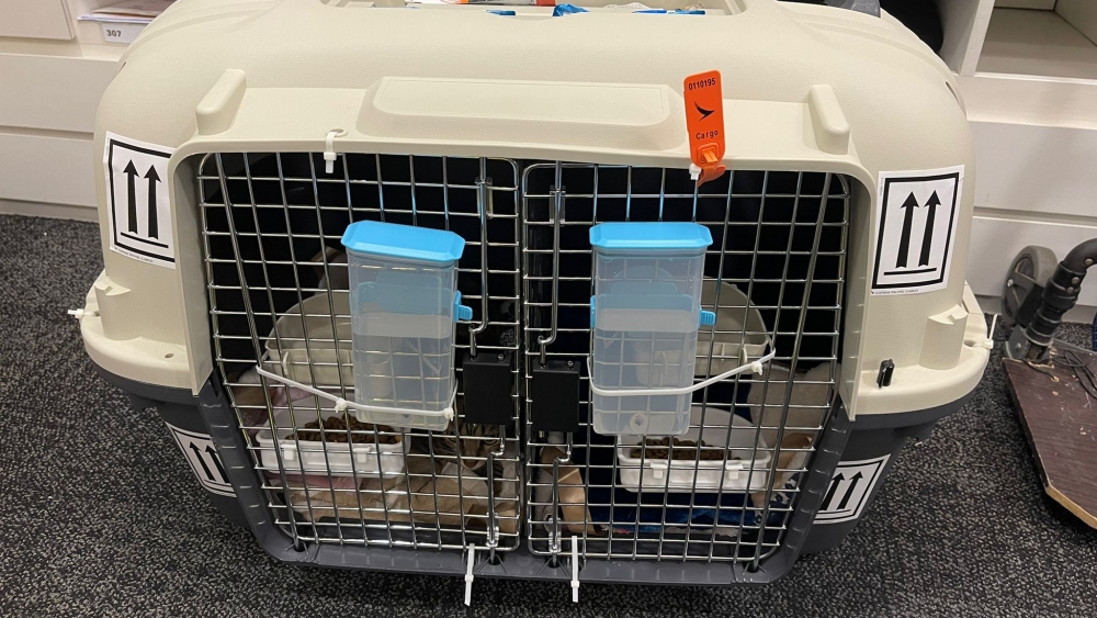 Pets' emigration costs surge following worldwide flight cancellations. Pets' emigration costs surge following worldwide flight cancellations.