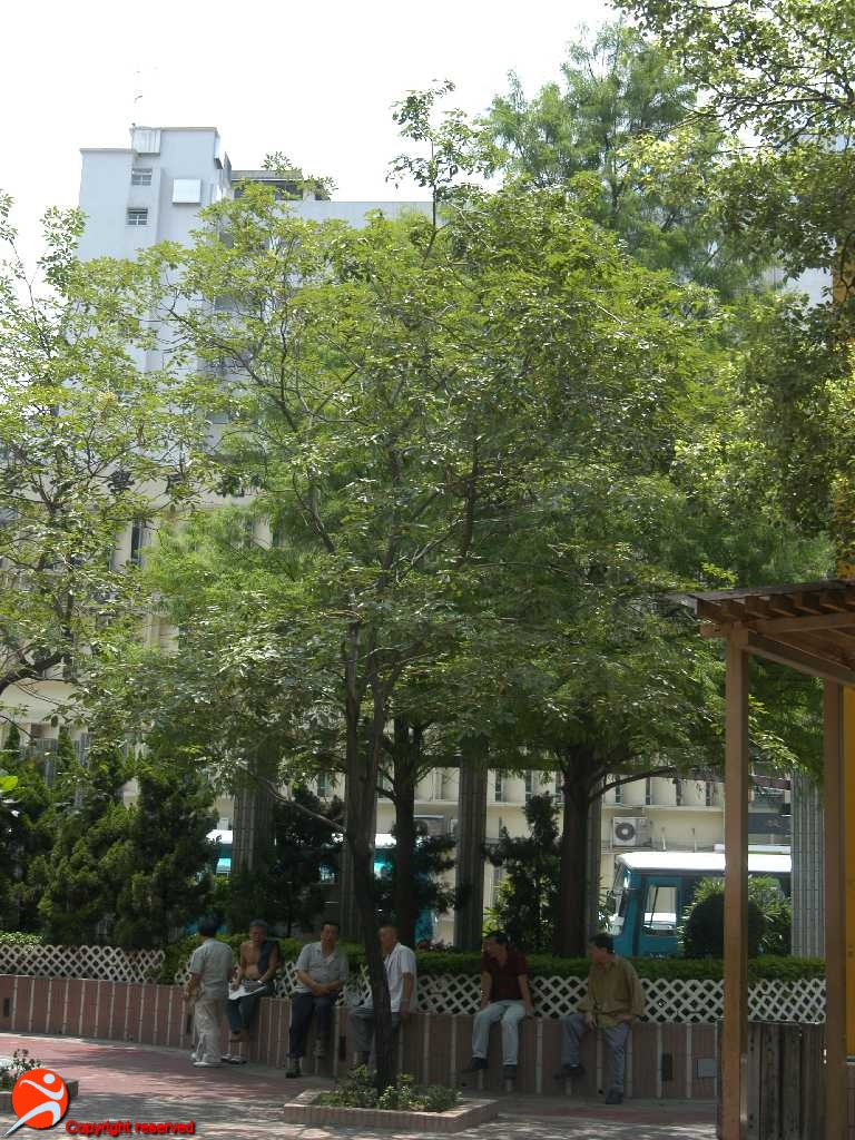 The trees during healthier times. LCSD The trees during healthier times. LCSD