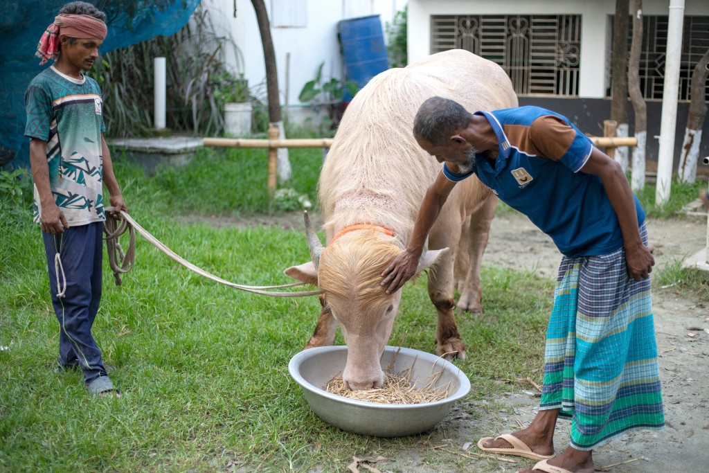 Photo by SALAHUDDIN AHMED / AFP  This photograph taken on May 17, 2026 shows caretakers feeding an albino buffalo nicknamed "Donald Trump" for sale ahead of Eid al-Adha at a livestock farm in Narayanganj.