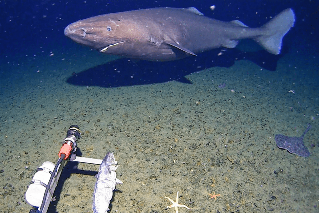 In this image made from video and released by the University of Western Australia, a sleeper shark swims into the spotlight of a video camera in Antarctica in January 2025. (Minderoo-UWA Deep-Sea Research Centre, Inkfish, Kelpie Geoscience via AP)