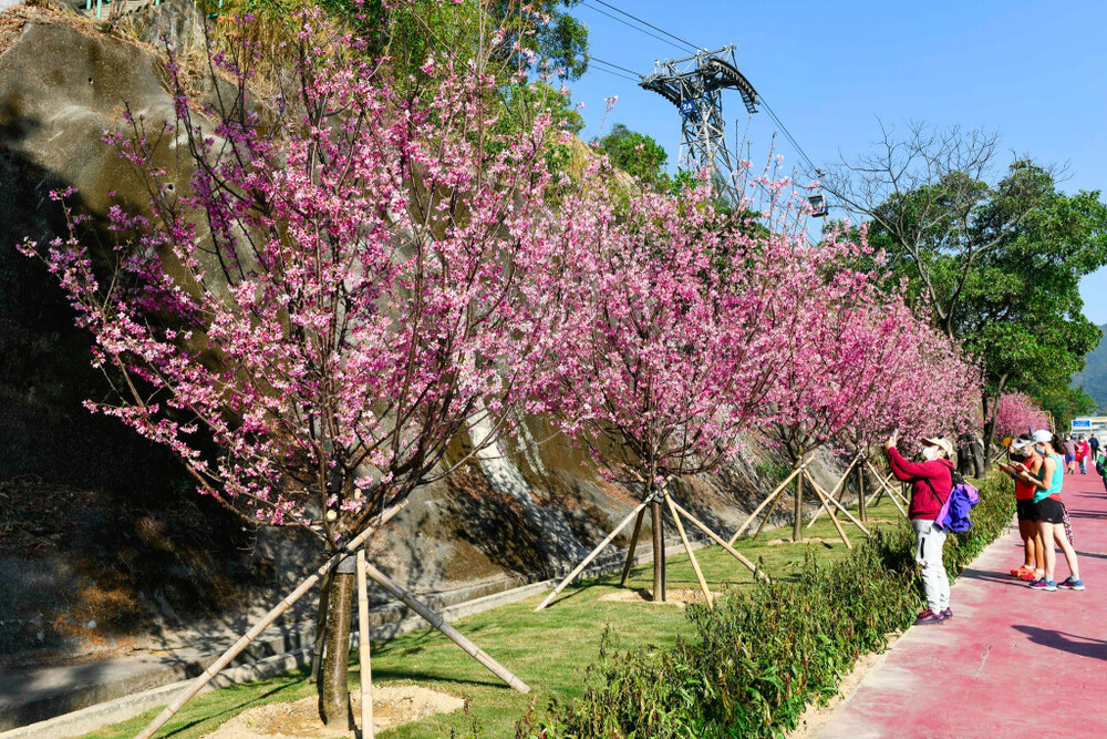 Cherry blossom trees planted by the Airport Authority along Chek Lap Kok South Road.