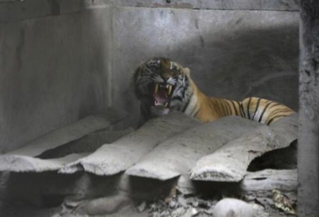 A wild tiger is seen inside the enclosure at Chitwan National Park after it was wounded in a fight with another tiger in Chitwan, about 170 km (106 miles) south of Kathmandu December 27, 2011. REUTERS/Navesh Chitrakar 