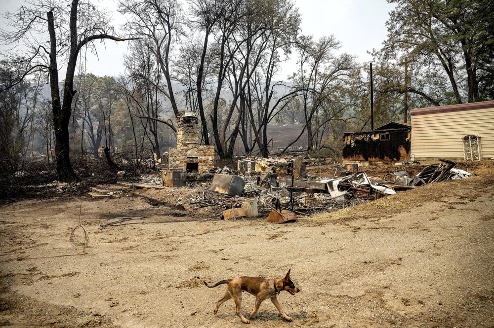 Timber the dog walks past the remains of a lodge that burned in the McKinney Fire. (AP) Timber the dog walks past the remains of a lodge that burned in the McKinney Fire. (AP)