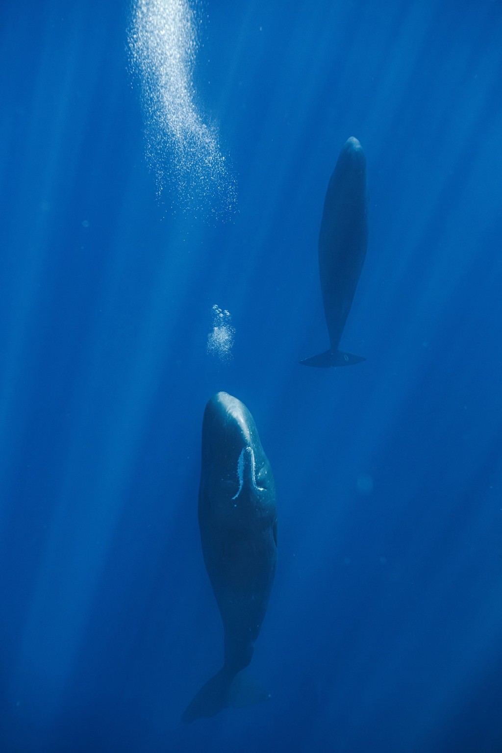 Two sperm whales rest vertically, with streams of bubbles rising through the blue ocean, at an unknown location in this handout image released on July 23. University of St Andrews/Handout via REUTERS
